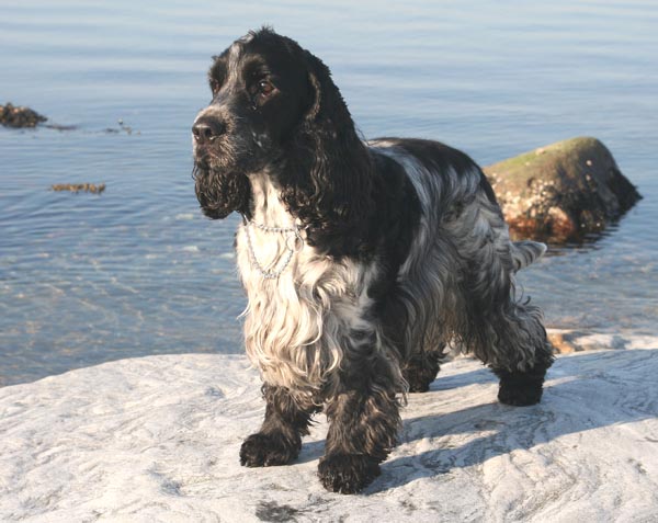 *Linus* -foto Marie Johansson
