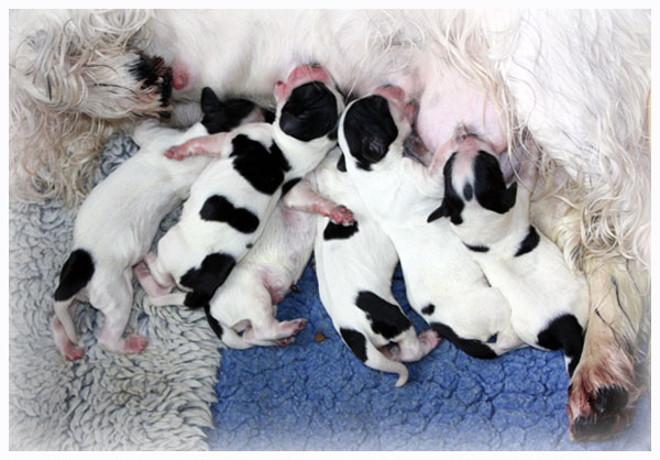 Newborn puppies!