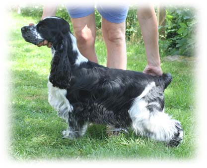 Zorro 2 år