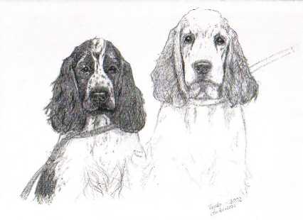 Chessie & Muffin (cockerspaniels)